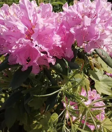 Lugerhof Hotel Weiding (Cham)